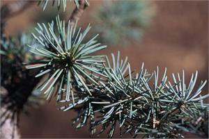cedarwood atlas