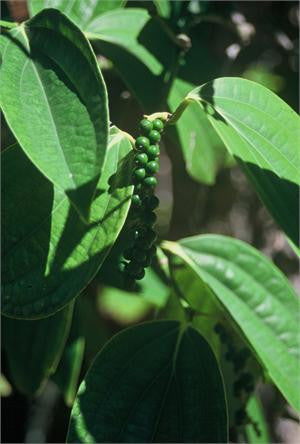 pepper