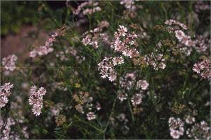 coriander