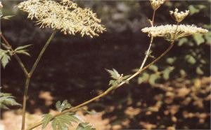 Dong quai plant in flower with a cream-coloured flower head