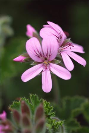 geranium rose