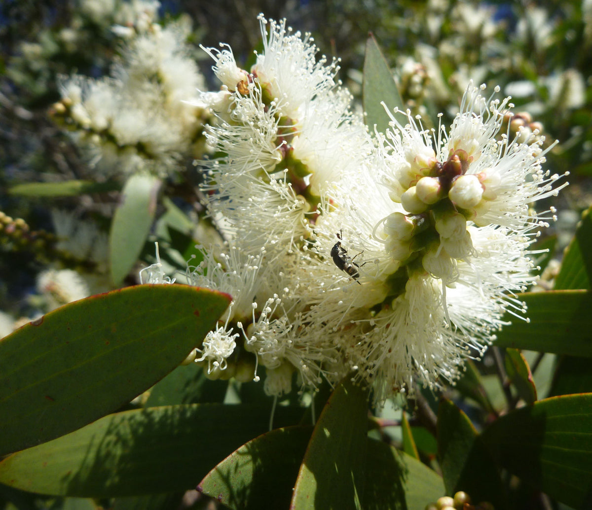 Nerolina Essential Oil