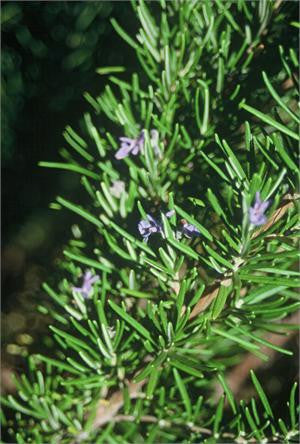 rosemary