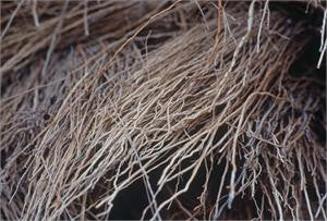 vetiver