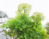 Feathery green galbanum foliage against a bright sky
