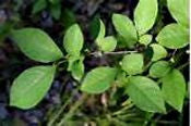 Green leaves of the styrax tree, source of benzoin resin
