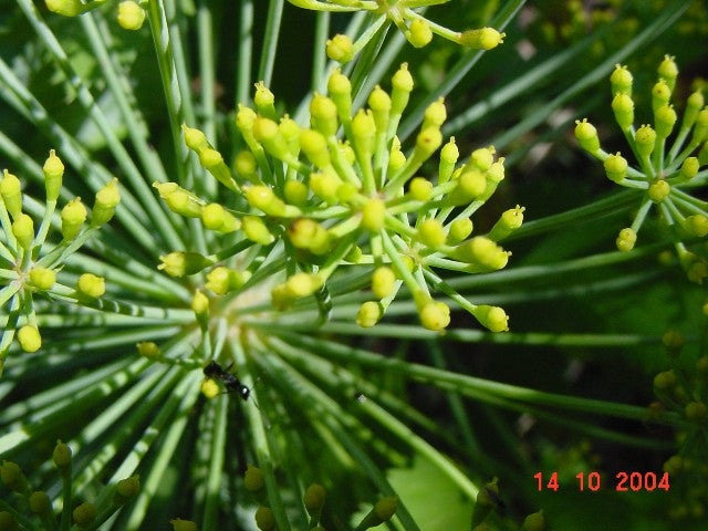 Galbanum plant with fine green foliage and yellow-green flower umbels