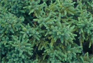 Dense blue-green foliage of the black spruce
