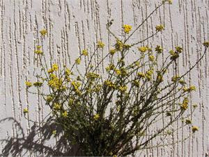 Blue tansy in flower growing against a pale wall
