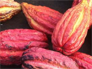 Cacao Absolute