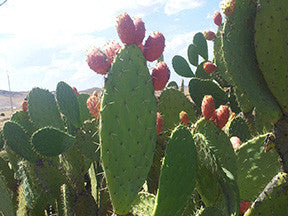 Prickly pear cactus in fruit, red fruits along the pads