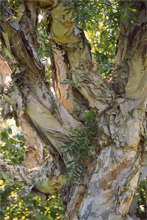 Gnarled trunk of a cajeput tree with papery peeling bark