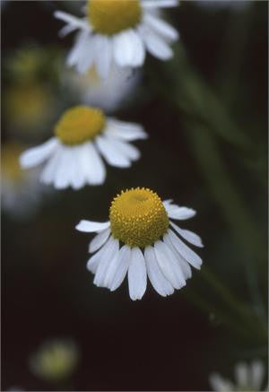 German camomile flower, white petals around a domed yellow centre