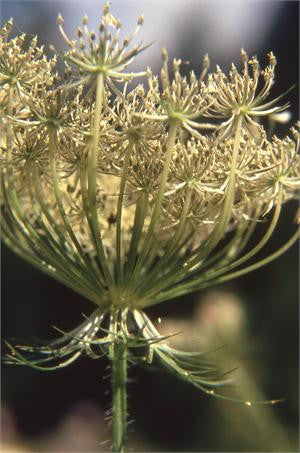 Lacy umbel seed head of wild carrot, the source of carrot seed oil