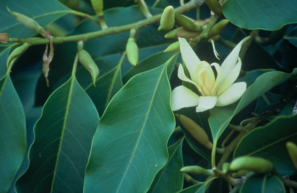 White magnolia-like flower among glossy green leaves