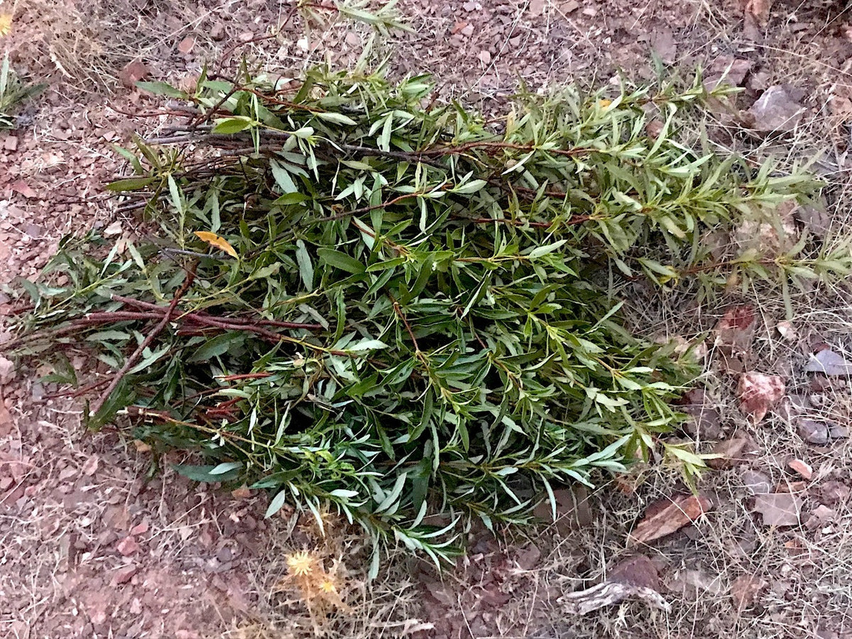 Low-growing thyme spreading over gravelly ground