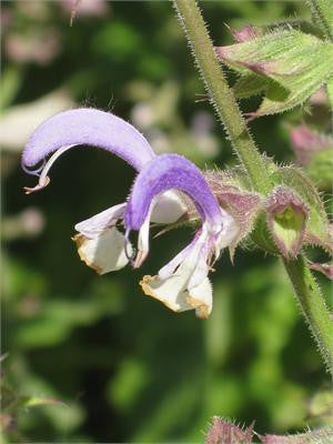 Close-up of a clary sage flower, pale purple bloom on a hairy green stem