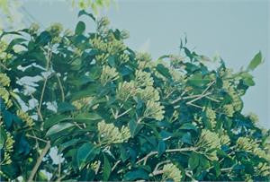 Clove tree branches in leaf