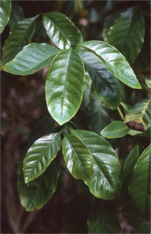 Glossy dark green leaves of the coffee plant