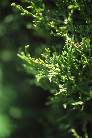 cypress