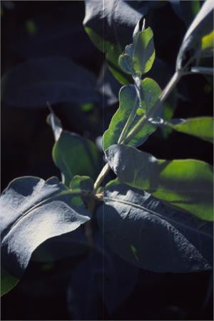 eucalyptus blue gum