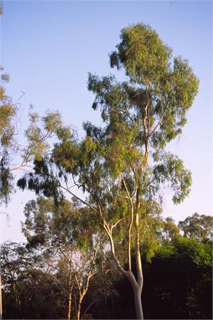 eucalyptus lemon