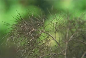 fennel