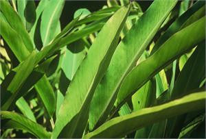 Long green leaves of the ginger plant
