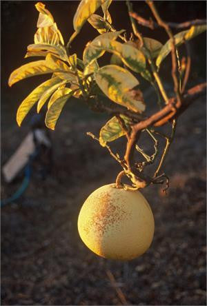 A ripening pink grapefruit hanging on the branch