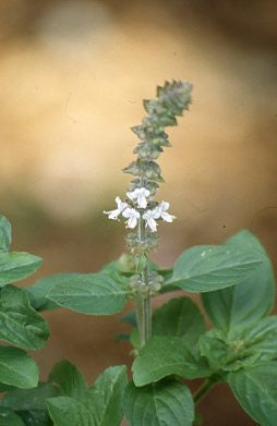 Holy Basil