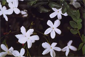 White jasmine flowers in bloom against dark foliage