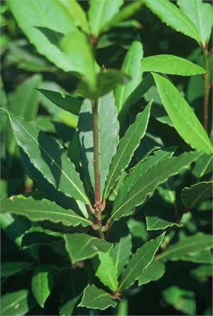 Branch of bay laurel with glossy green leaves