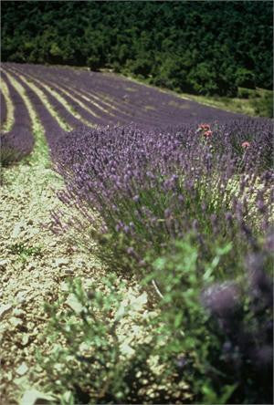 lavender france