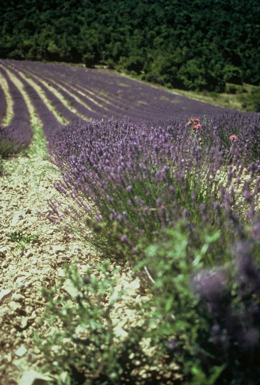 Rows of lavender in full bloom in a field
