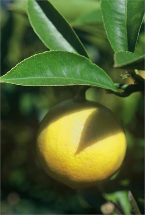 Lemon
