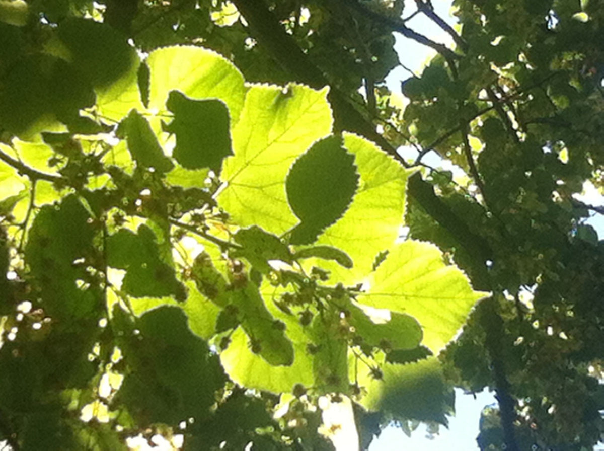 Backlit linden leaves seen from beneath the tree