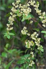 May Chang (Litsea cubeba) branch in flower with cream-coloured blossom