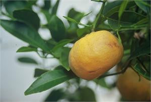 mandarin, green
