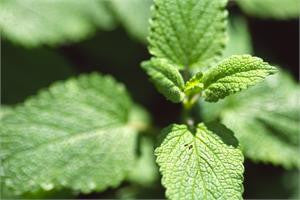 Fresh green leaves of melissa, or lemon balm