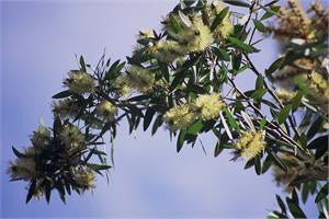 Niaouli branch with pale bottlebrush flowers against a blue sky