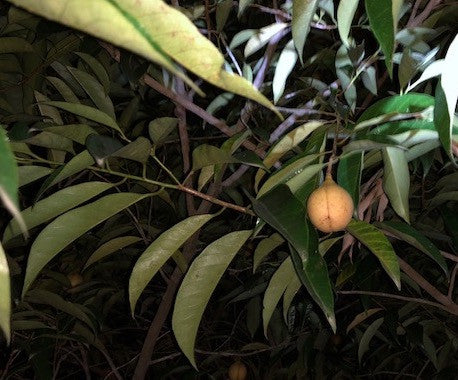 A nutmeg fruit ripening on the tree among narrow green leaves