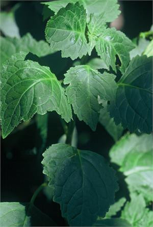 patchouli