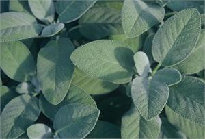 sage