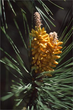 Scotch pine branch with yellow male cones among the needles