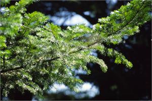 siberian fir