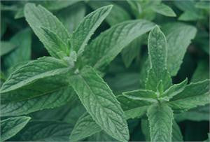 spearmint