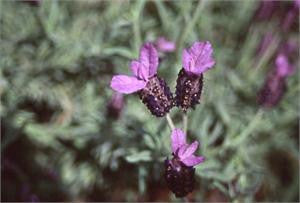 lavender spike
