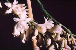 Tuberose in flower, pale tubular blooms on the stem