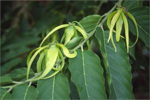 ylang