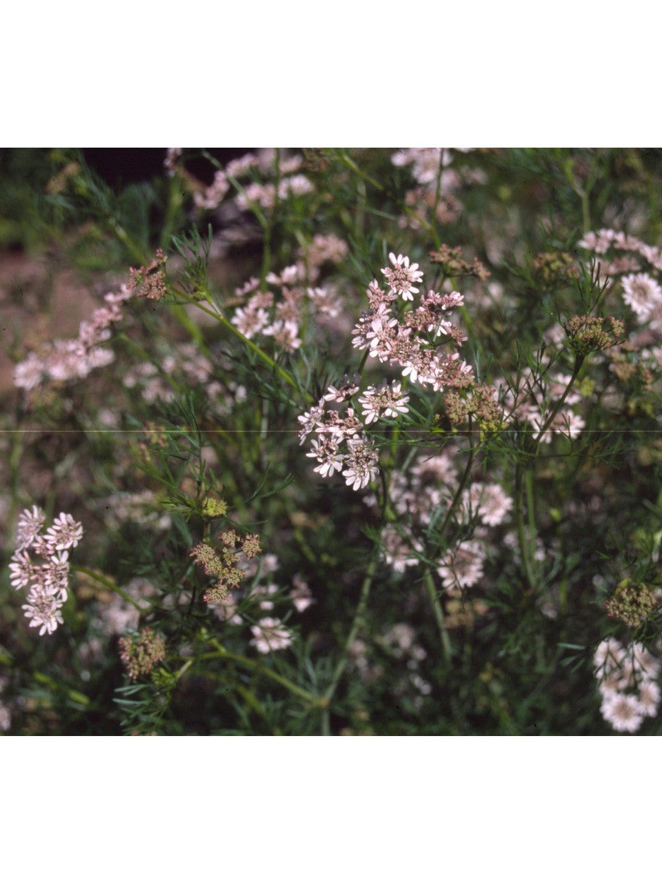Marjoram in flower, small pale blooms on a bushy plant
